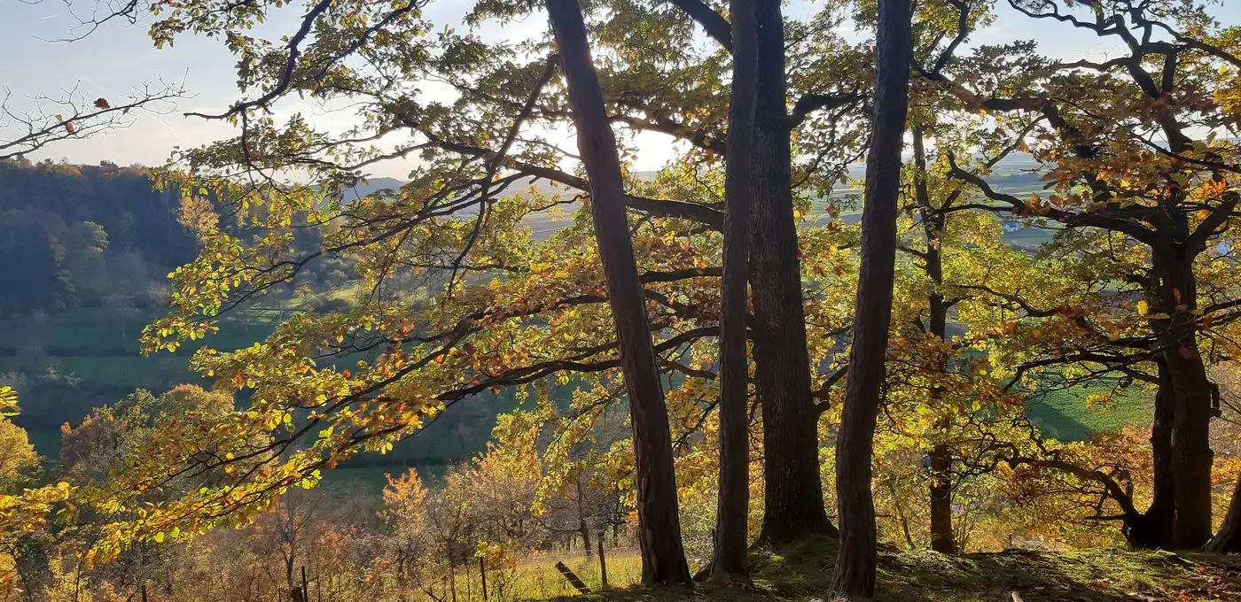 Blick durch herbstliche Bäume über das Ammertal am Schönbuchrand