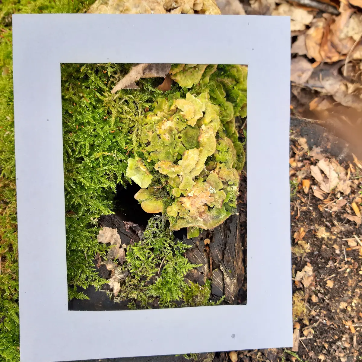 Naturmaterialien an einem Ruheplatz im Schönbuch: Moos und Flechten im Bildrahmen