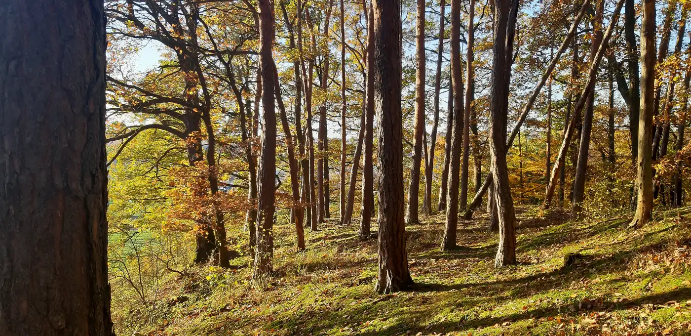 Lichtdurchfluteter Wald am Rande des Schönbuchs bei Ammerbuch