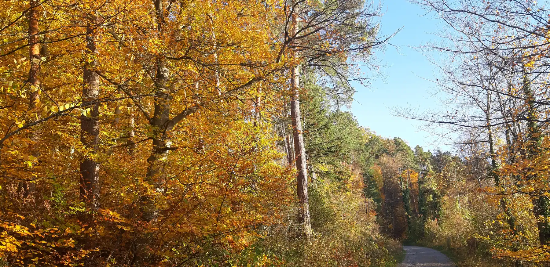 Herbstlicher Waldweg am Rande des Schönbuchs: Walk und Talk in Ammerbuch